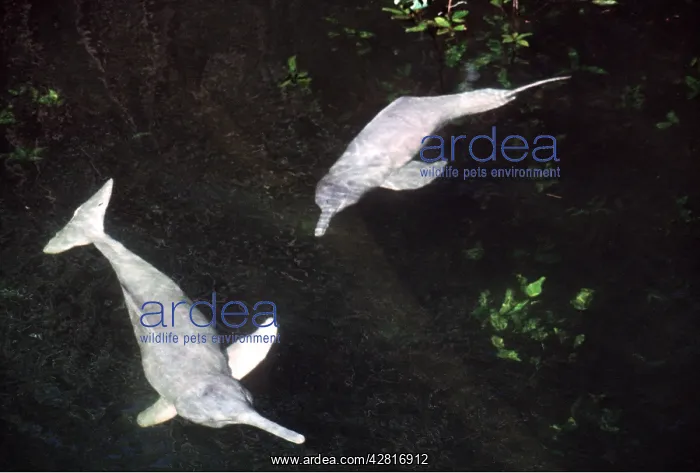 : Amazon / Boto / Pink River DOLPHIN - two : Amazon / Boto / Pink River DOLPHIN - two
