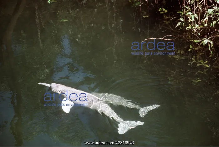 : Amazon / Boto / Pink River DOLPHIN : Amazon / Boto / Pink River DOLPHIN