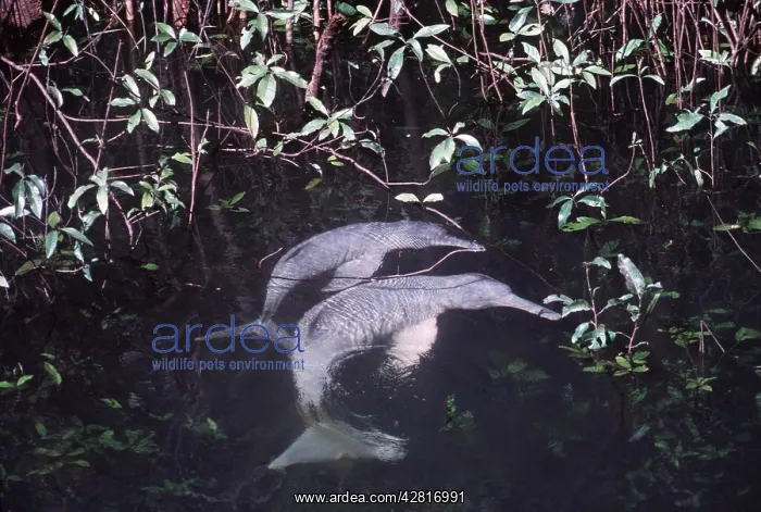 : Amazon / Boto / Pink River DOLPHIN - two : Amazon / Boto / Pink River DOLPHIN - two