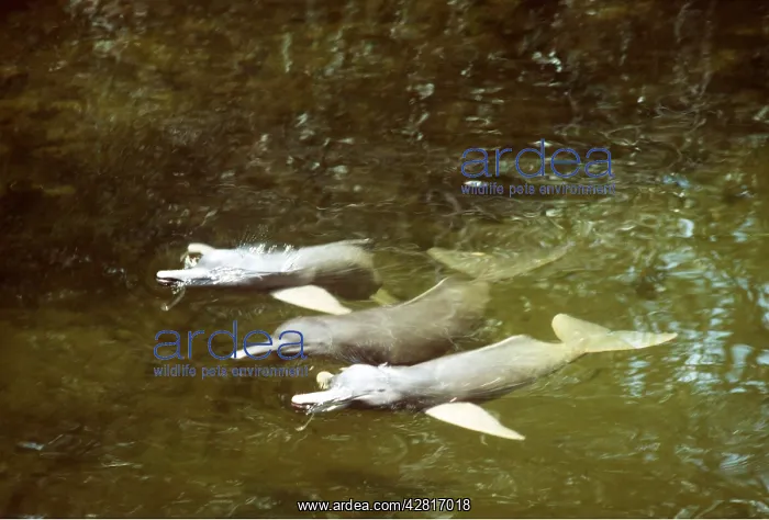 : Amazon / Boto / Pink River DOLPHIN - three : Amazon / Boto / Pink River DOLPHIN - three