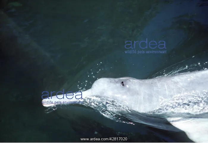 : Amazon / Boto / Pink River DOLPHIN : Amazon / Boto / Pink River DOLPHIN