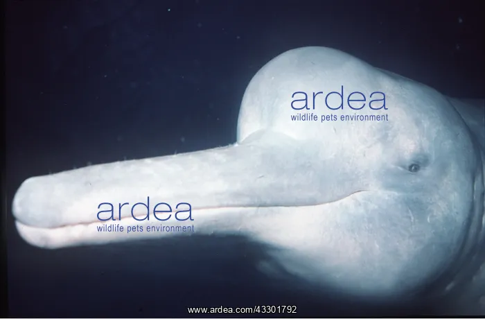 : Amazon / Boto / Pink River DOLPHIN - Close up head : Amazon / Boto / Pink River DOLPHIN - Close up head