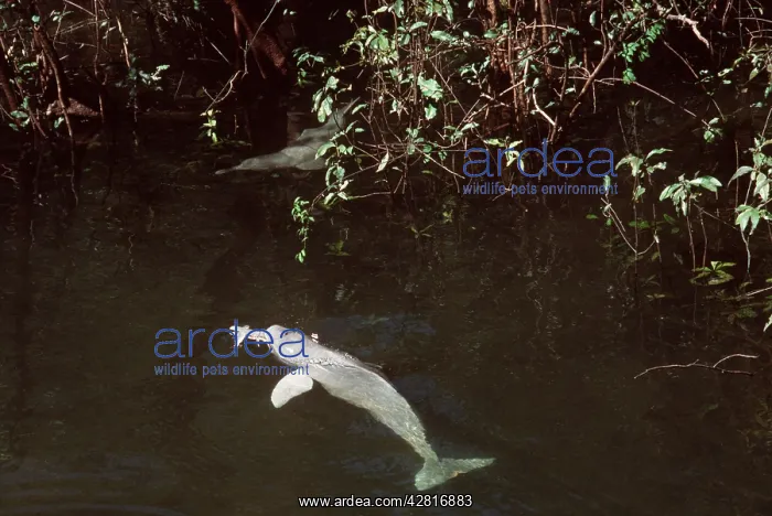 : Amazon / Boto / Pink River DOLPHIN - dolphin feeding : Amazon / Boto / Pink River DOLPHIN - dolphin feeding