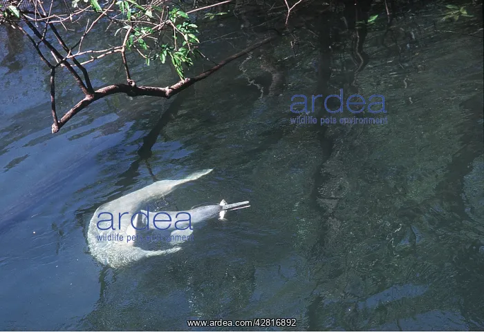 : Amazon / Boto / Pink River DOLPHIN - two fishing : Amazon / Boto / Pink River DOLPHIN - two fishing