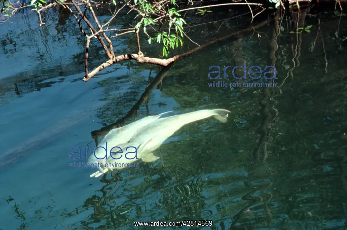 : Amazon / Boto / Pink River Dolphin - pair interacting : Amazon / Boto / Pink River Dolphin - pair interacting