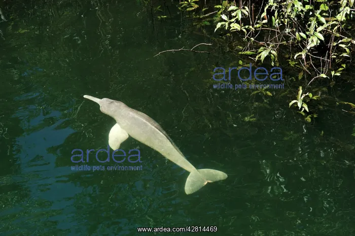 : Amazon / Boto / Pink River Dolphin - swimming at surface : Amazon / Boto / Pink River Dolphin - swimming at surface