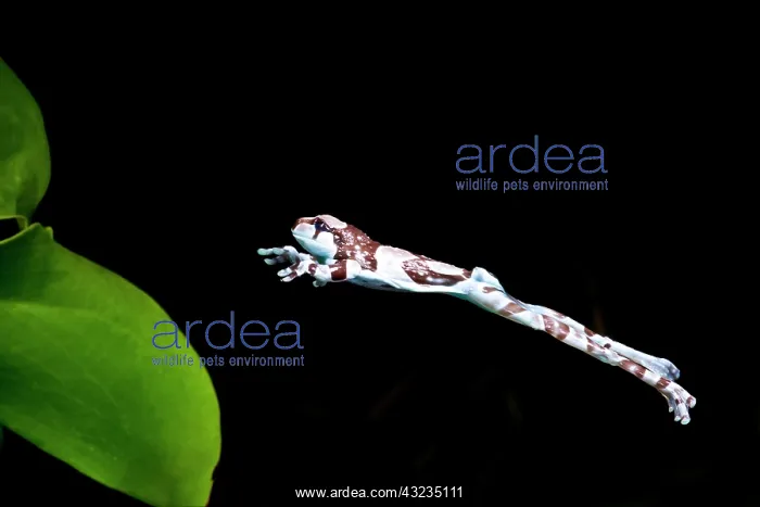 : Amazon Cave / Milk Frog, Phrynohyas (Trachycephalus) : Amazon Cave / Milk Frog, Phrynohyas (Trachycephalus)