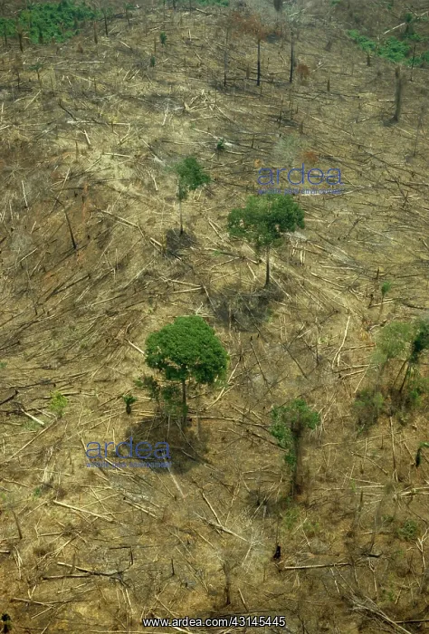 : Amazon Deforestation : Amazon Deforestation