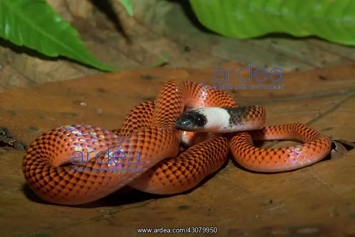 : Amazon Egg-eater Snake (Drepanoides anomalus) : Amazon Egg-eater Snake (Drepanoides anomalus)