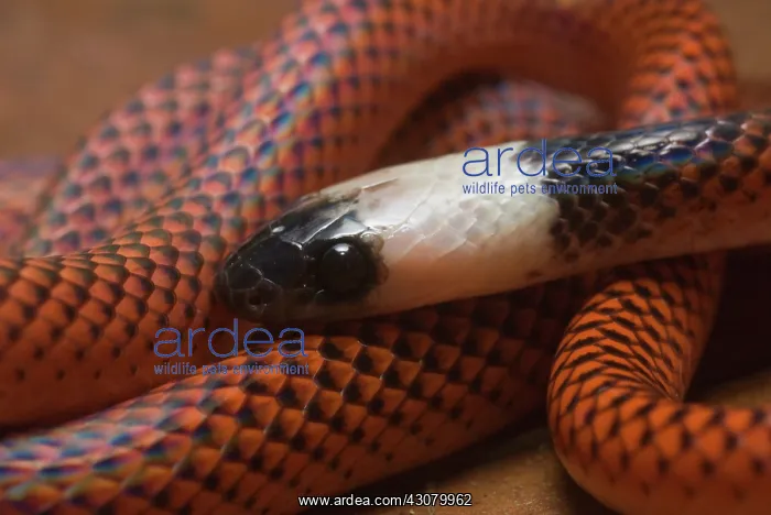 : Amazon Egg-eater Snake (Drepanoides anomalus) : Amazon Egg-eater Snake (Drepanoides anomalus)