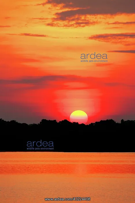 : Amazon Jungle, Brazil, Sunsets over the : Amazon Jungle, Brazil, Sunsets over the