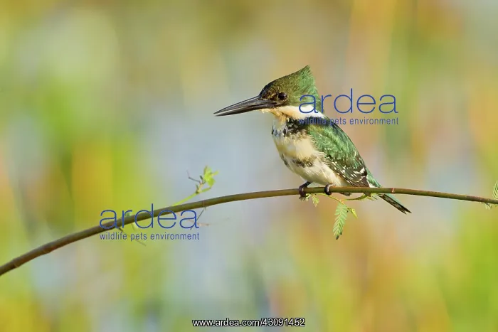  : Amazon Kingfisher