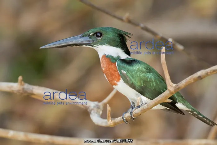 : Amazon Kingfisher : Amazon Kingfisher