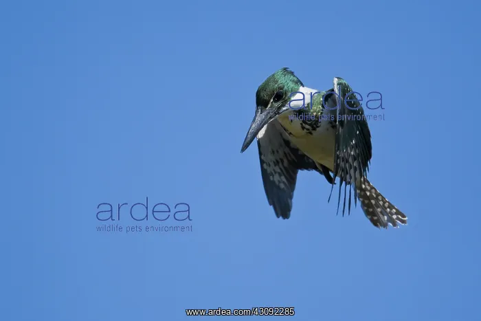 : Amazon Kingfisher : Amazon Kingfisher