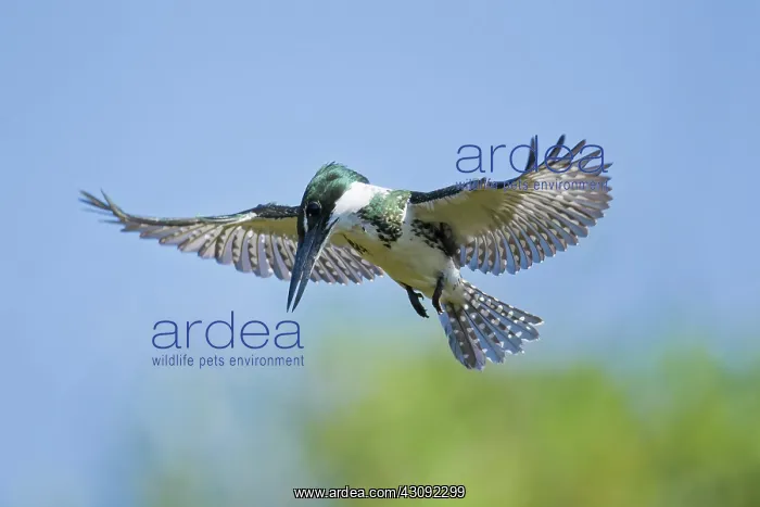 : Amazon Kingfisher : Amazon Kingfisher