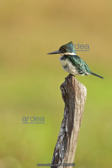 : Amazon Kingfisher : Amazon Kingfisher