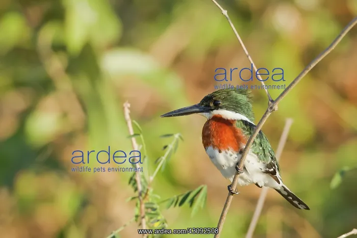 : Amazon Kingfisher : Amazon Kingfisher