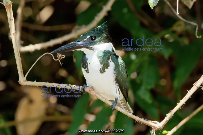 : Amazon Kingfisher : Amazon Kingfisher