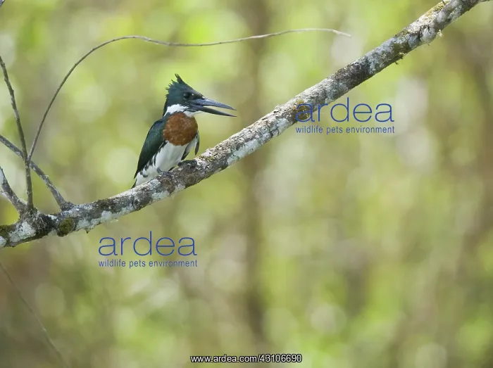 : Amazon kingfisher : Amazon kingfisher
