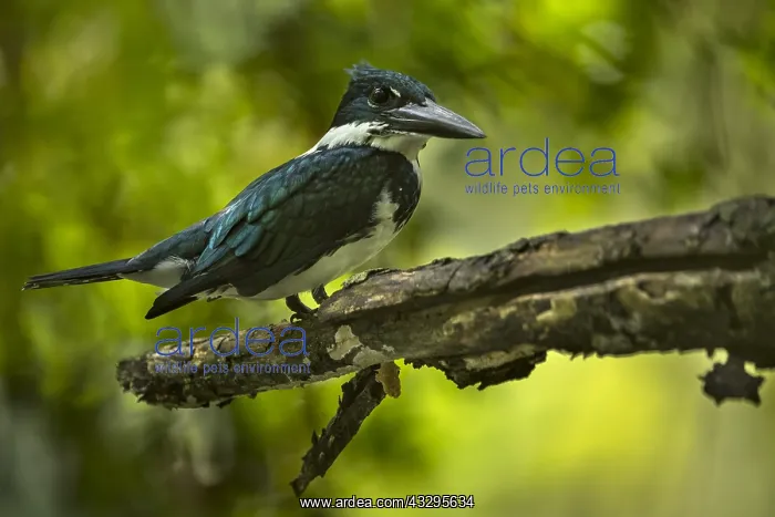 : Amazon Kingfisher (Chloroceryle amazona) female : Amazon Kingfisher (Chloroceryle amazona) female
