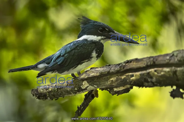 : Amazon Kingfisher (Chloroceryle amazona) female : Amazon Kingfisher (Chloroceryle amazona) female
