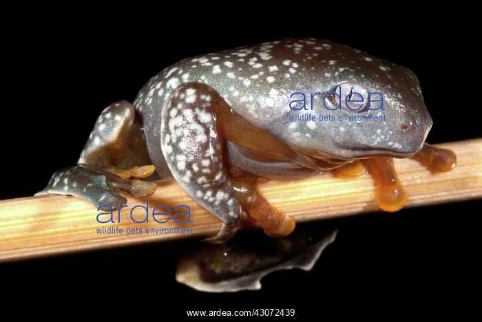 : Amazon Leaf Frog : Amazon Leaf Frog