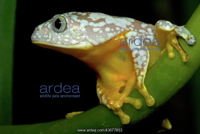 : Amazon Leaf Frog : Amazon Leaf Frog