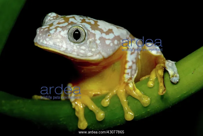 : Amazon Leaf Frog : Amazon Leaf Frog