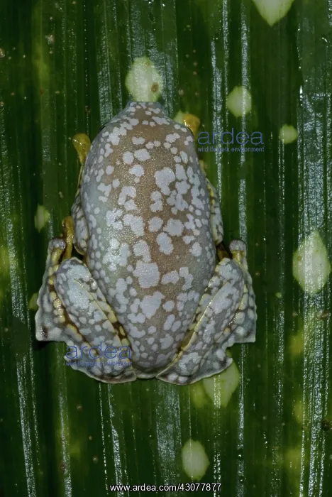 : Amazon Leaf Frog : Amazon Leaf Frog