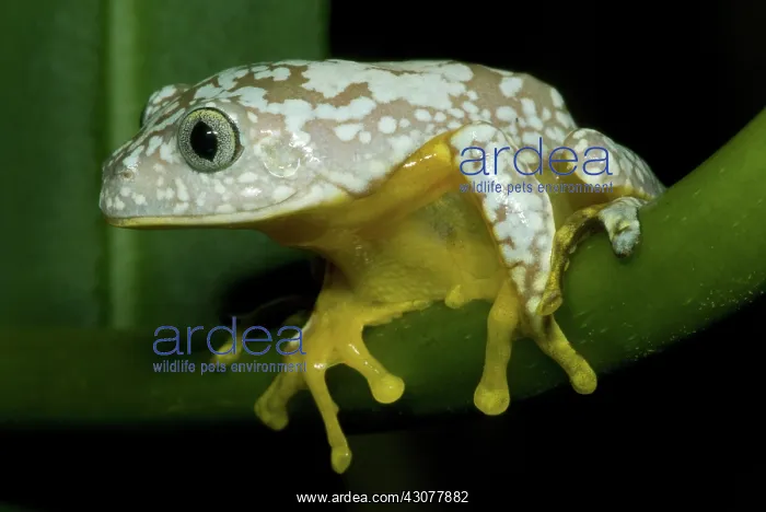: Amazon Leaf Frog : Amazon Leaf Frog