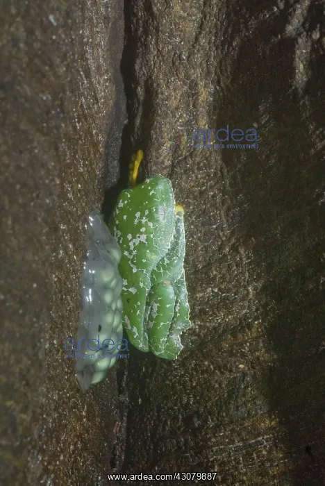 : Amazon Leaf Frog (Cruziohyla craspedopus) : Amazon Leaf Frog (Cruziohyla craspedopus)