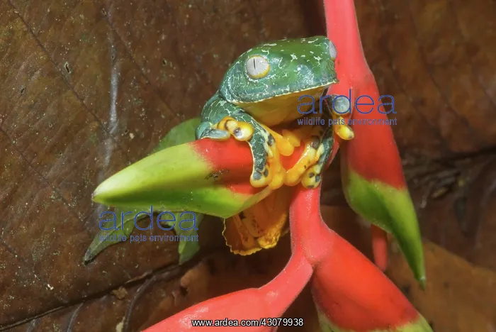 : Amazon Leaf Frog (Cruziohyla craspedopus) : Amazon Leaf Frog (Cruziohyla craspedopus)