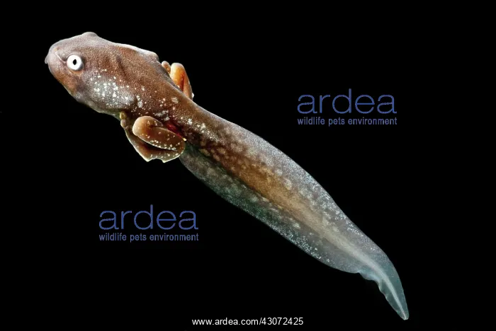 : Amazon Leaf Frog Tadpole : Amazon Leaf Frog Tadpole