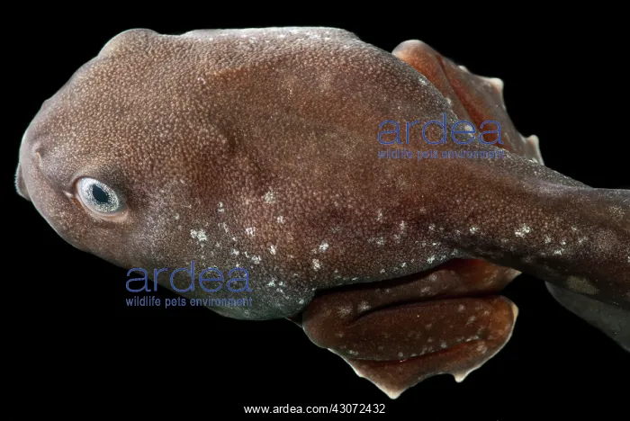 : Amazon Leaf Frog Tadpole : Amazon Leaf Frog Tadpole