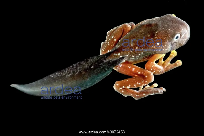  : Amazon Leaf Frog Tadpole