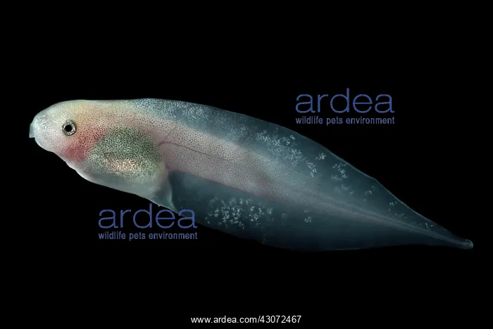 : Amazon Leaf Frog Tadpole : Amazon Leaf Frog Tadpole