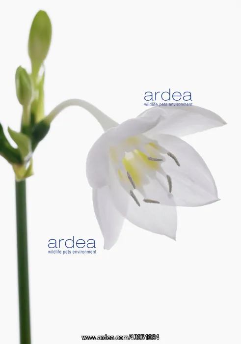: Amazon lily : Amazon lily