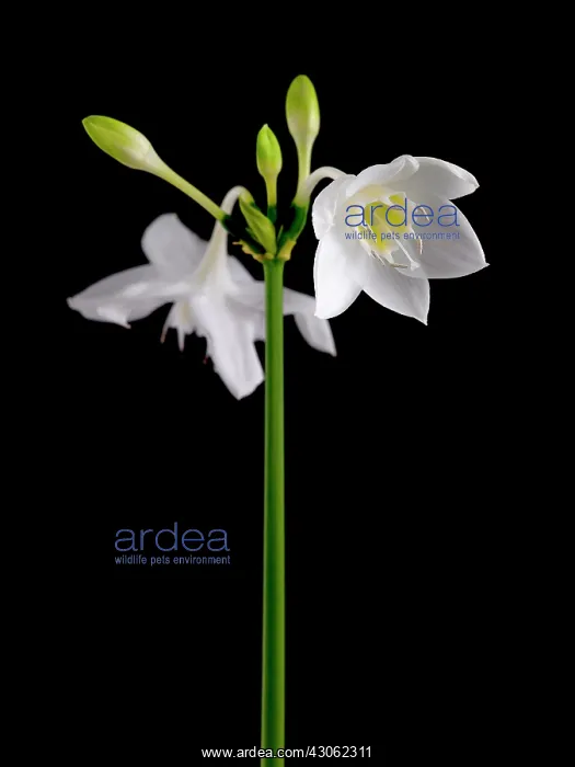 : Amazon lily : Amazon lily