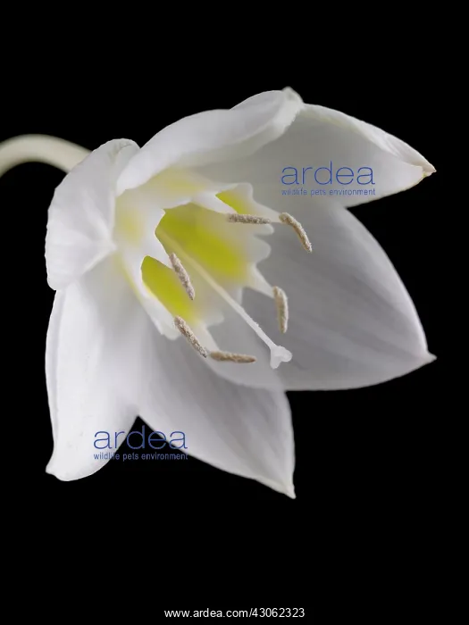 : Amazon lily : Amazon lily