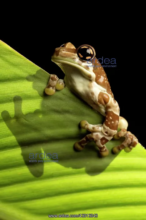  : Amazon Milk Frog