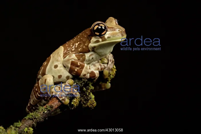  : Amazon Milk Frog