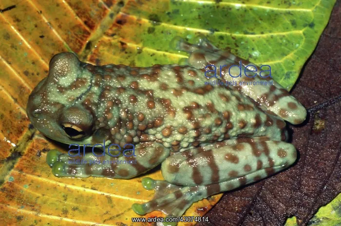 : Amazon Milk Frog : Amazon Milk Frog