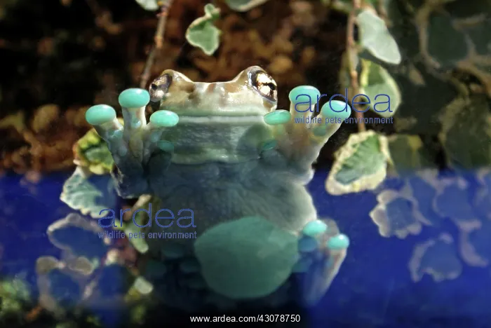 : Amazon Milk Frog : Amazon Milk Frog