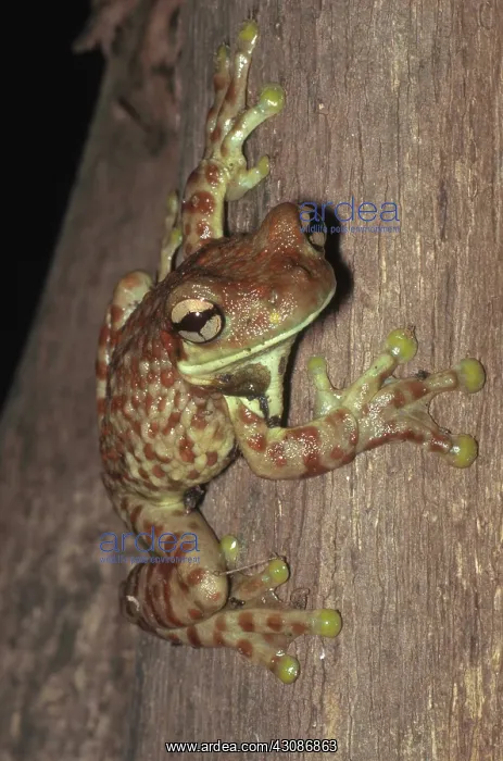: Amazon Milk Frog : Amazon Milk Frog