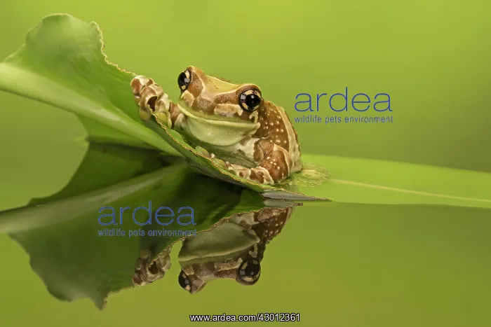 : Amazon Milk Frog on leaf in pool : Amazon Milk Frog on leaf in pool