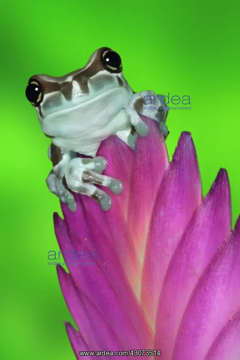: Amazon Milk Frog (Trachycephalus resinifictrix) : Amazon Milk Frog (Trachycephalus resinifictrix)