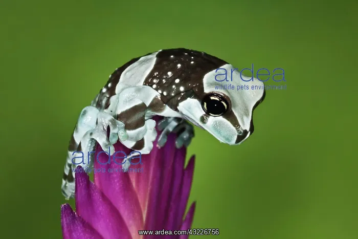  : Amazon Milk Frog (Trachycephalus resinifictrix)