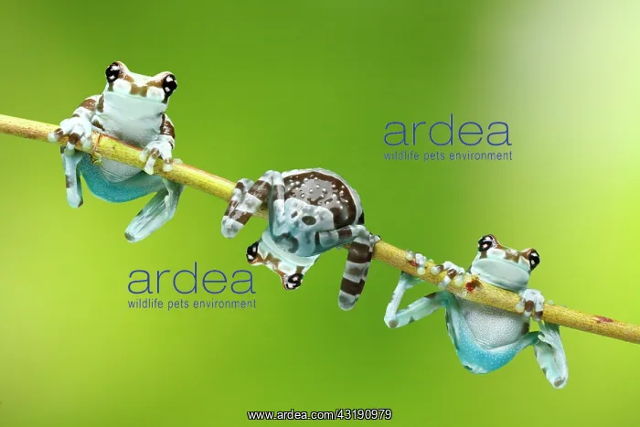 : Three Amazon Milk Frogs (Phrynohyas resinifictrix) : Three Amazon Milk Frogs (Phrynohyas resinifictrix)