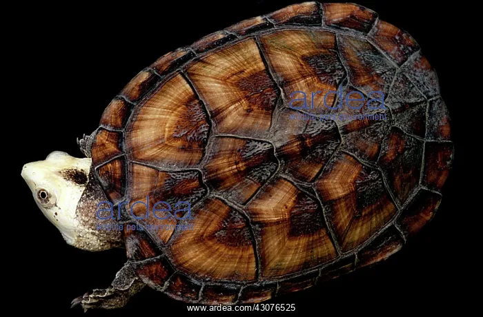 : Amazon Mud Turtle : Amazon Mud Turtle