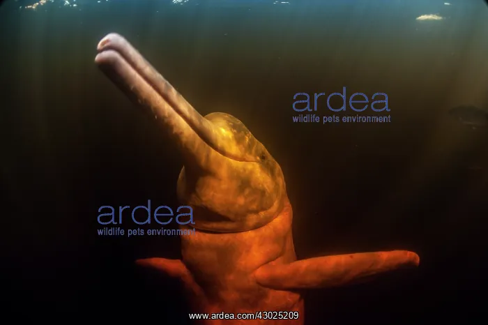 : AMAZON PINK DOLPHIN Amason River Dolphin, Boto, Inia geo : AMAZON PINK DOLPHIN Amason River Dolphin, Boto, Inia geo